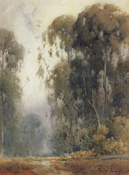 unknow artist Eucalyptus Trees